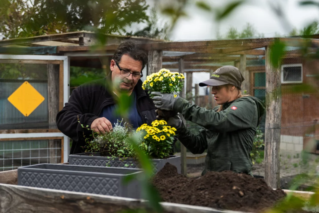 Zwei Mitarbeitende pflanzen gemeinsam gelbe Chrysanthemen in ein Hochbeet im Garten
