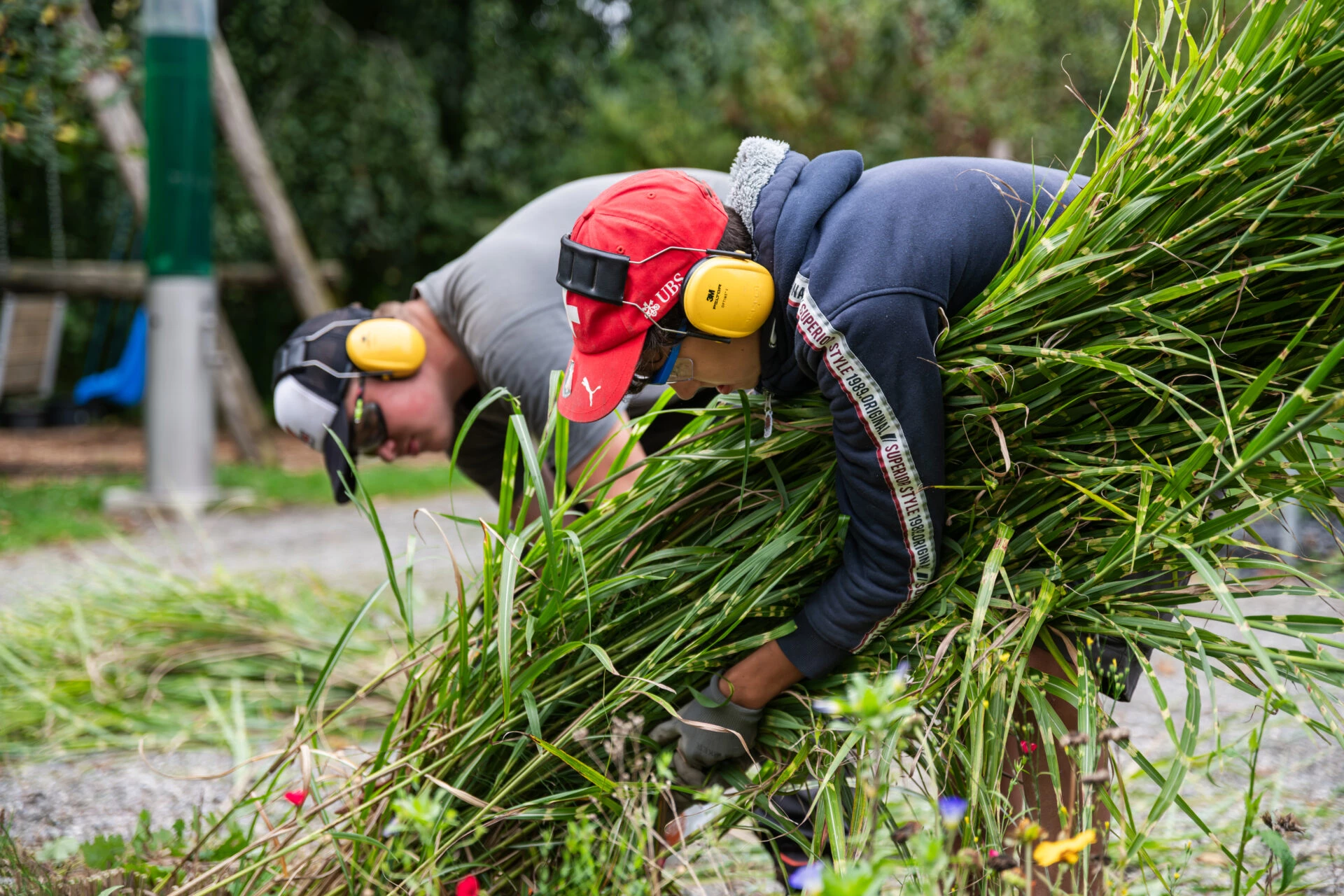 Zwei Personen mit Gehoerschutz tragen gemeinsam geschnittene Graeser bei der Gartenarbeit