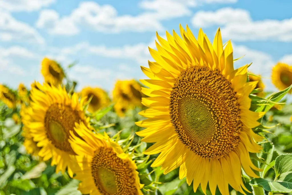 Grosse gelbe Sonnenblumen an einem Sommertag im Feld.